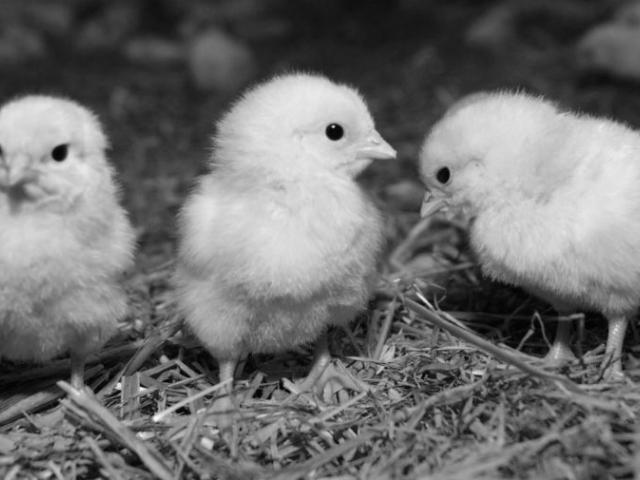 Partnering for Poultry: A Public-Private Partnership