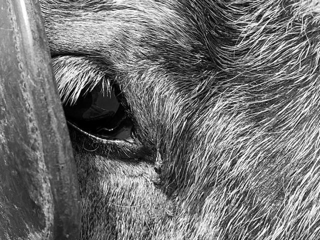 Remove the Blinders: How to Disobey Immoral Orders