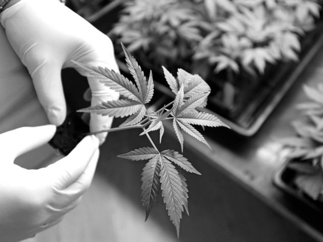 Taxes and the Cannabis Business 
