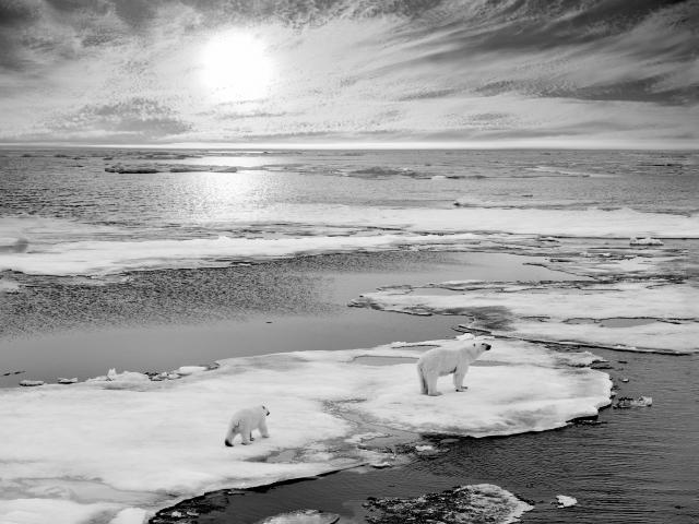 fight climate change 